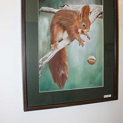 Eichhörnchen mit Walnuss - Pastell auf Papier