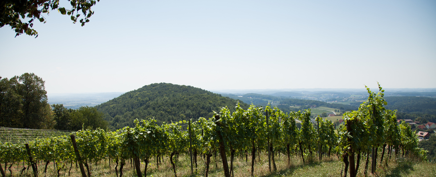 Urlaub im Haus der Frauen: Blick über die Weinberge