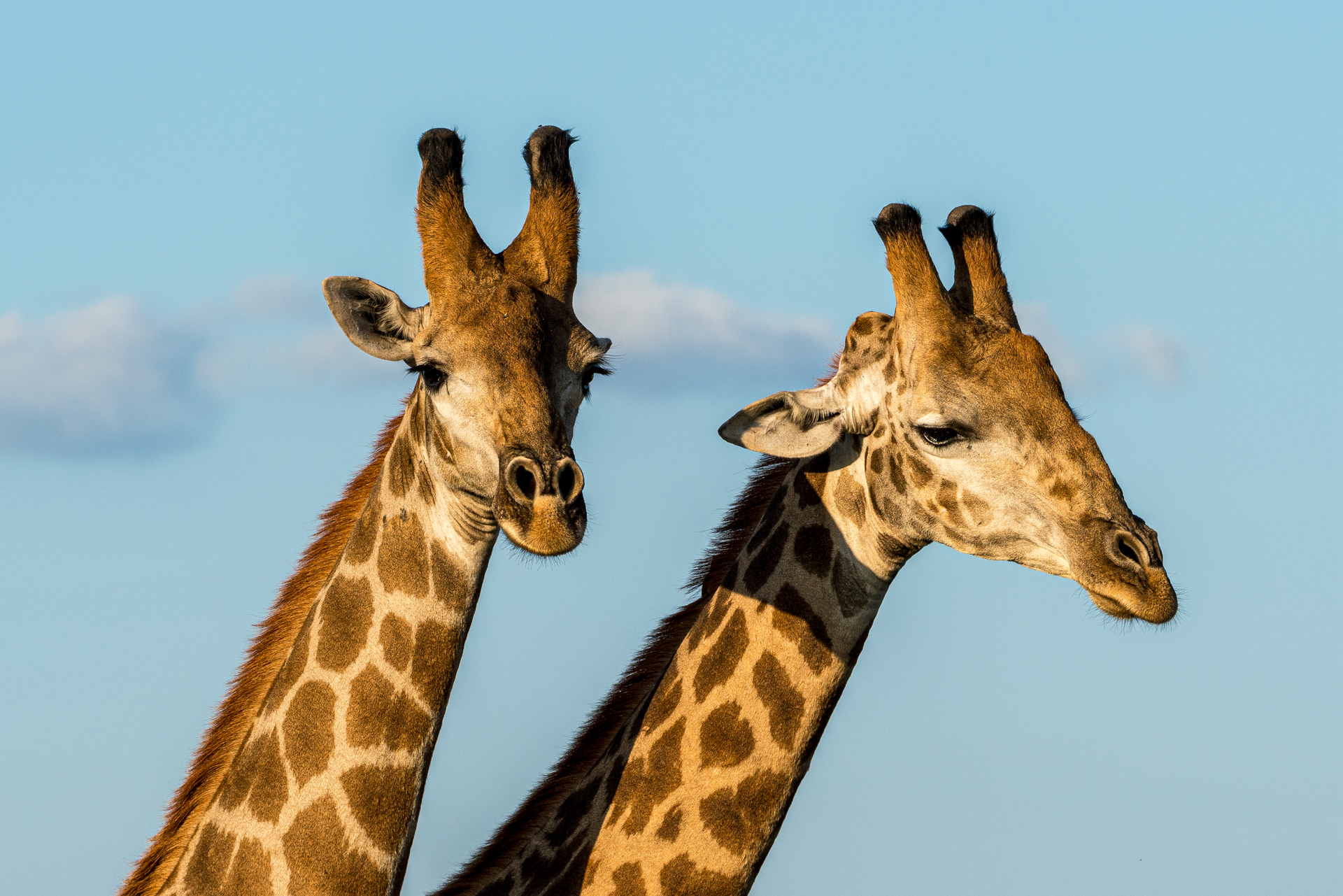 Close up of two male giraffes in soft sunset light in Kruger NP, South Africa