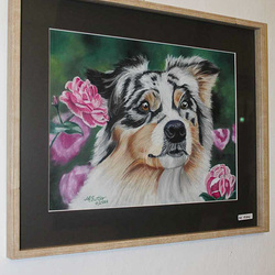 Australian Shepard - Pastell auf Papier