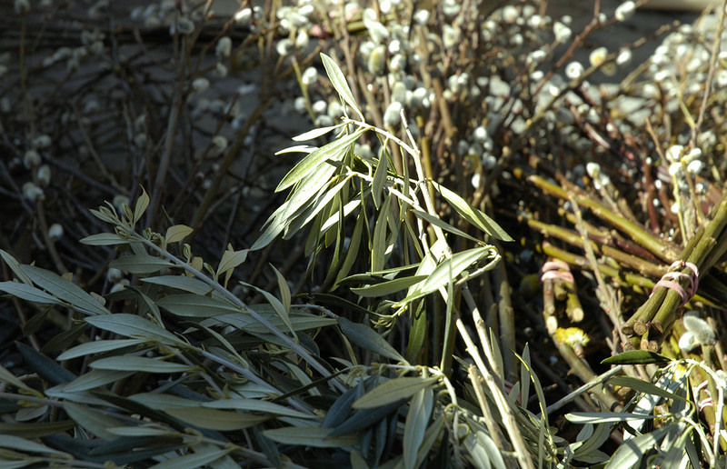 Foto: Claudia Scheucher